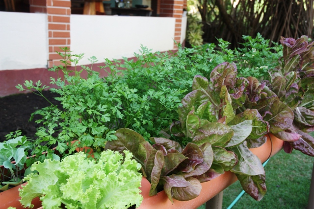 Horta da pousada Origami