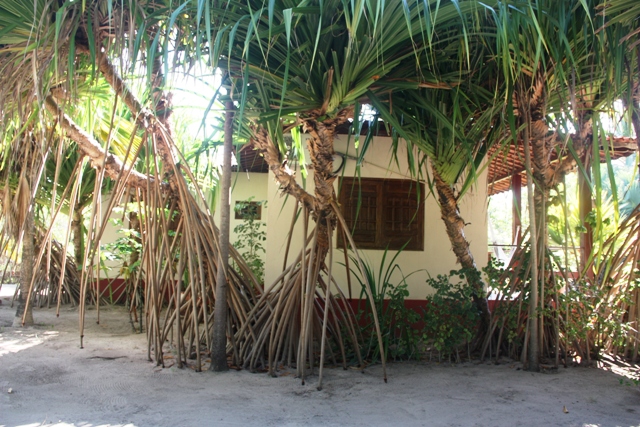 Detalhe das árvores que andam no chalé