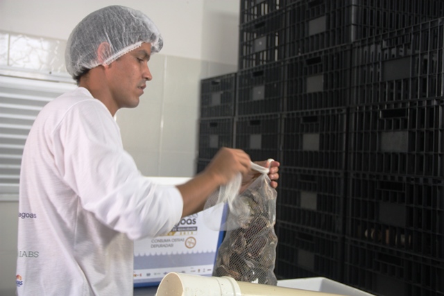 Na Depurada as ostras são bem tratadas e embaladas para chegar até os restaurantes e hotéis