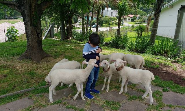No Caminhos de Pedras tem a Casa da Ovelha, ideal para crianças interagir com mundo rural