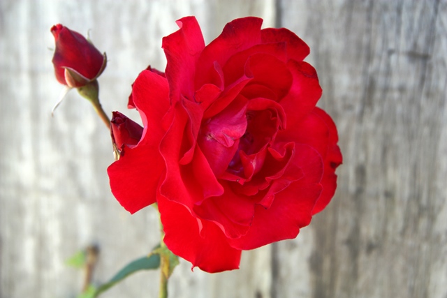 Nos Caminhos de Pedra sem tem rosas