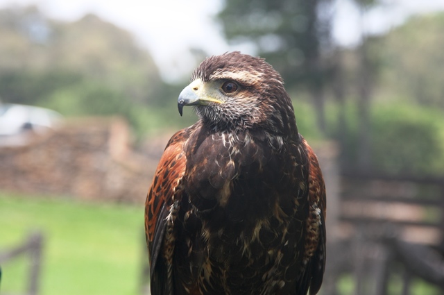 Gavião morador da Casa da Ovelha dá show de voos 
