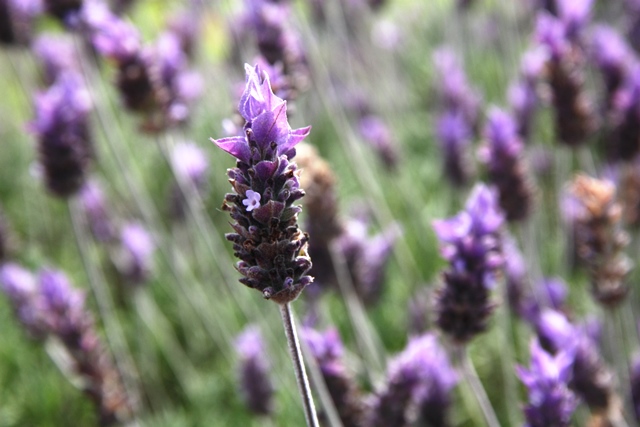 Detalhe das flores na Casa da Ovelha