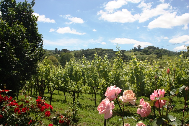 Nos parreirais de uvas encontramos rosas e flores para afugentar as pragas