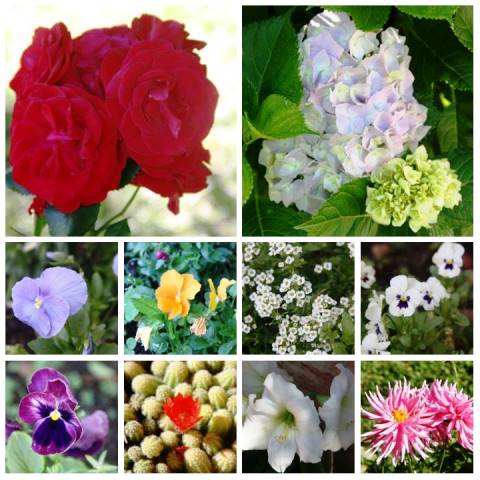 As flores de Gramado presente na Rota O Quatrilho