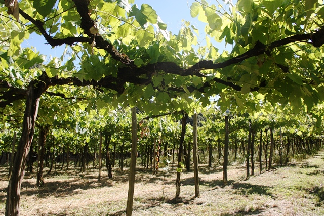 Parreiral de uvas da família Lazaretti
