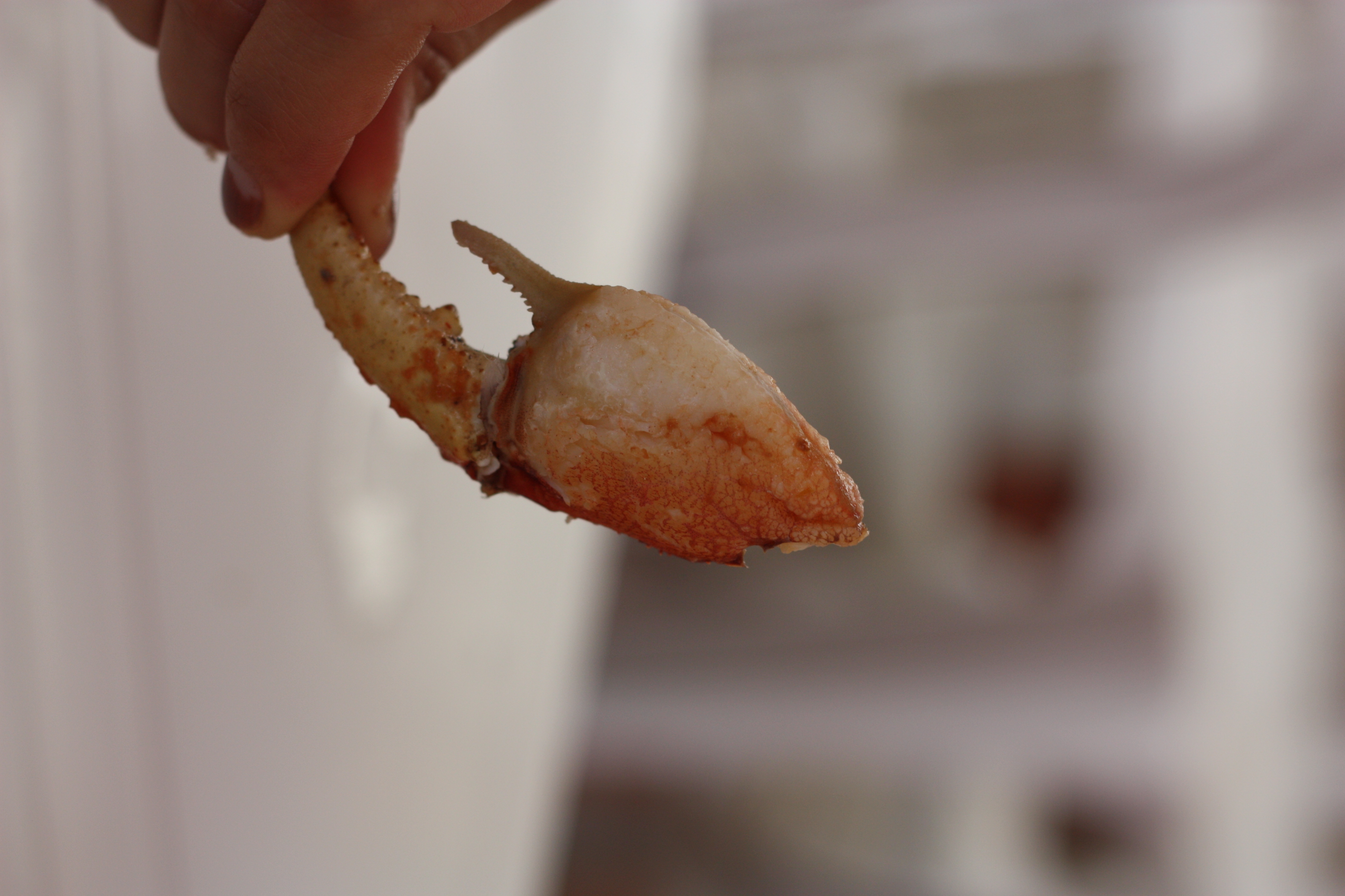 Bar da Pata, patrimônio da gastronomia popular alagoana