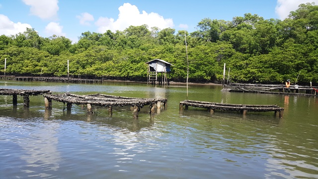 Cerca de 100 famílias cultiva os moluscos na Vila da Palatéia Cada mesa comporta 1.200 sementes.