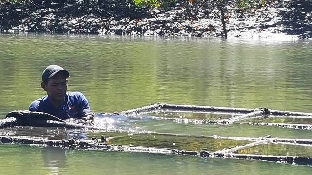 Pescador nas mesas das ostras também retira o sururu