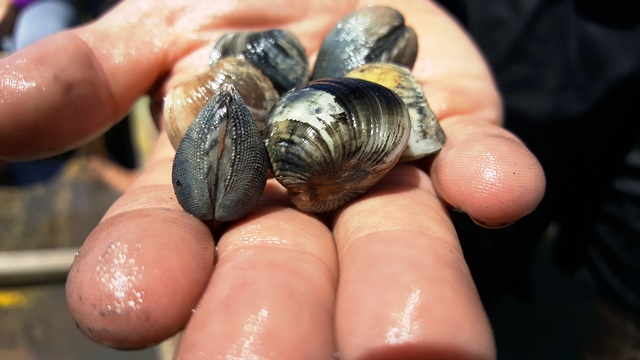 Maçunim da Palatéia