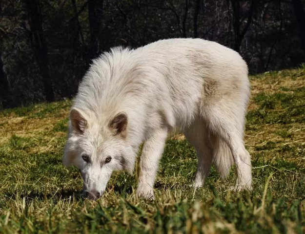 Lobo-terrível atualmente, já com cinco meses. — Foto: Colossal Biosciences