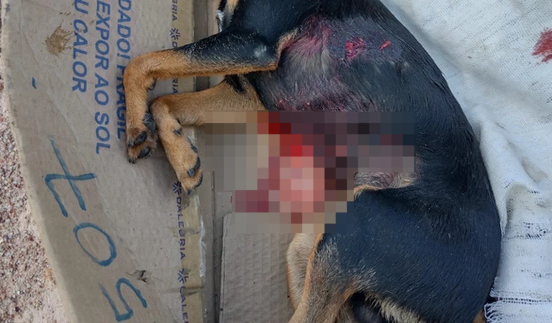 Animal de menor morte não resistiu ao ataque. Foto: Reprodução