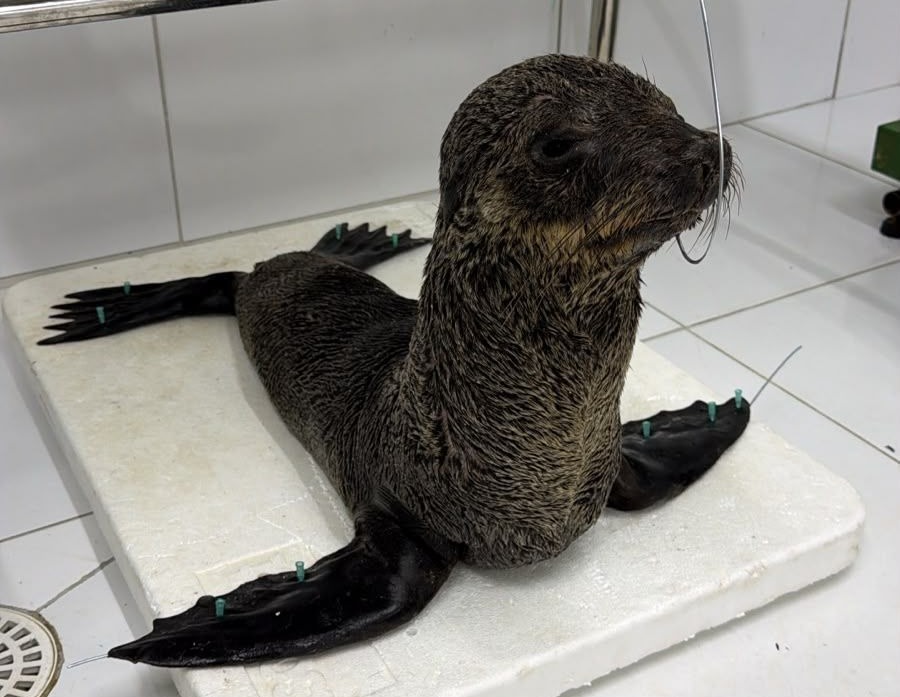 Divulgação/Biota
