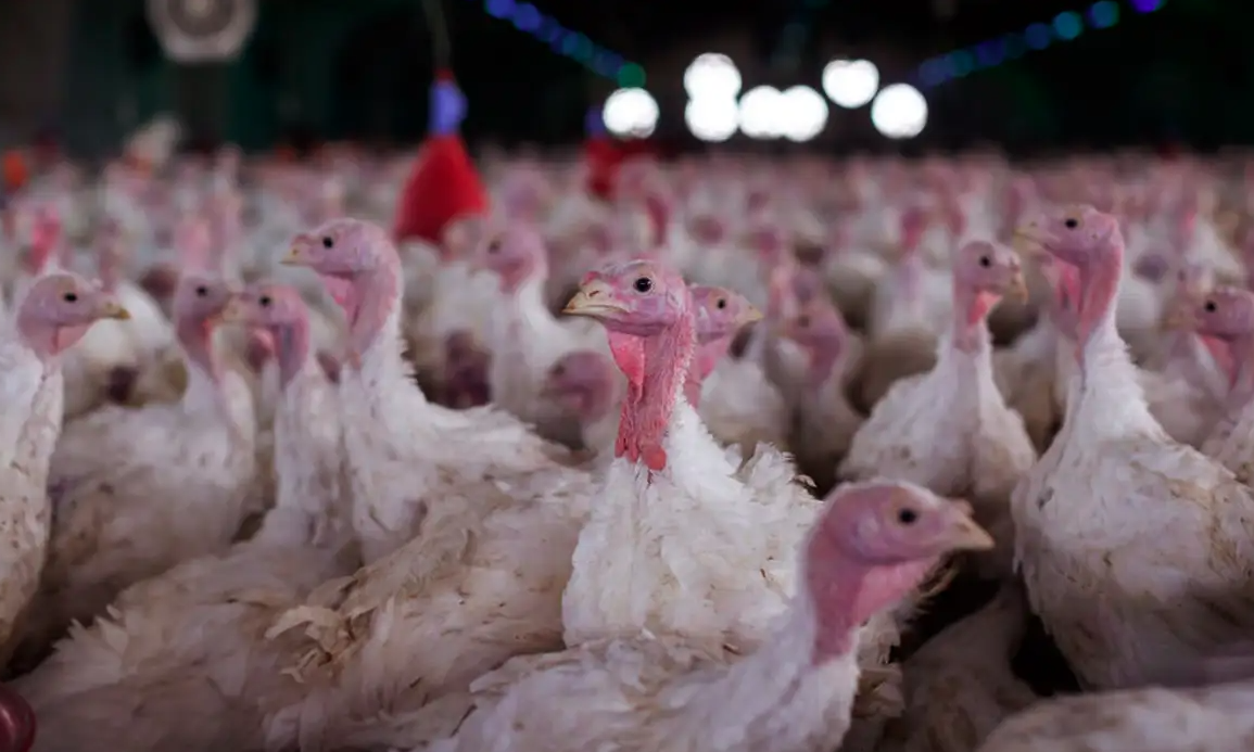 Vírus que afeta aves é detectado em SC e governo impõe emergência em quatro municípios