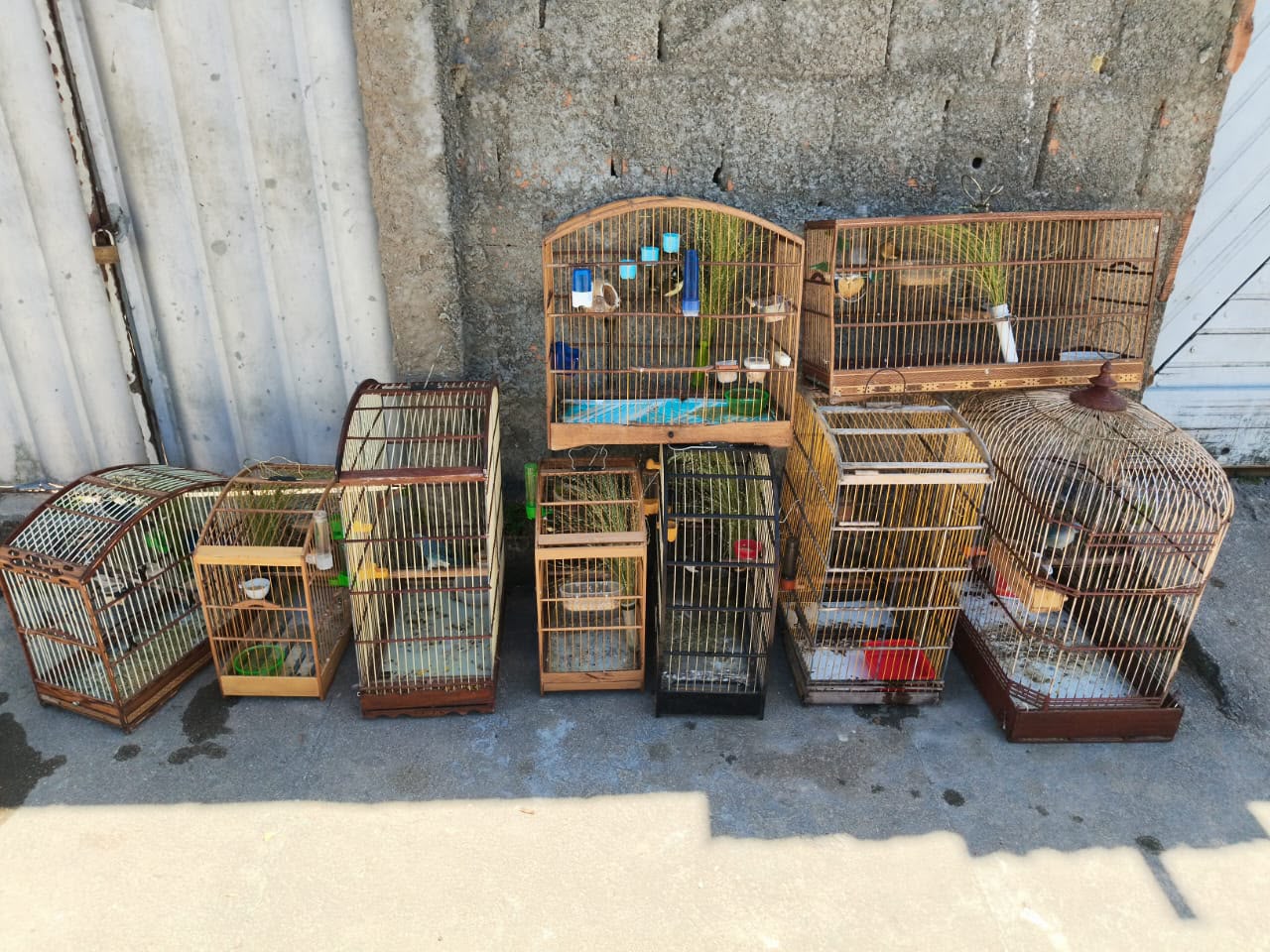 Mais de 100 aves silvestres são resgatadas durante operação no Litoral Sul de Alagoas