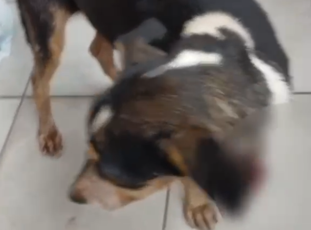 Agressões e morte de animais: duas mulheres são indiciadas por maus-tratos a cães na parte alta de Maceió