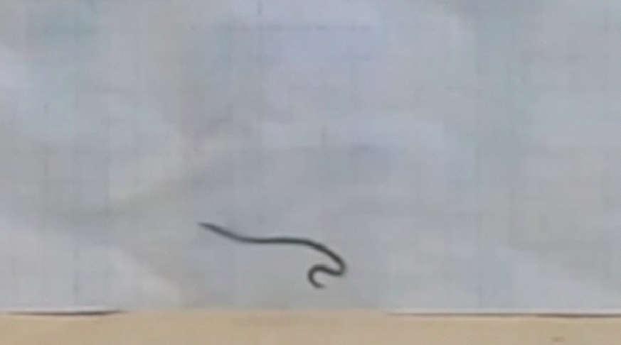 Espécie de cobra asiática foge de ameaça dando cambalhotas; veja
