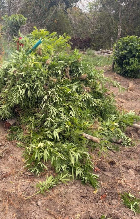Polícia localizou e erradicou uma plantação ilegal de Cannabis sativa (maconha)