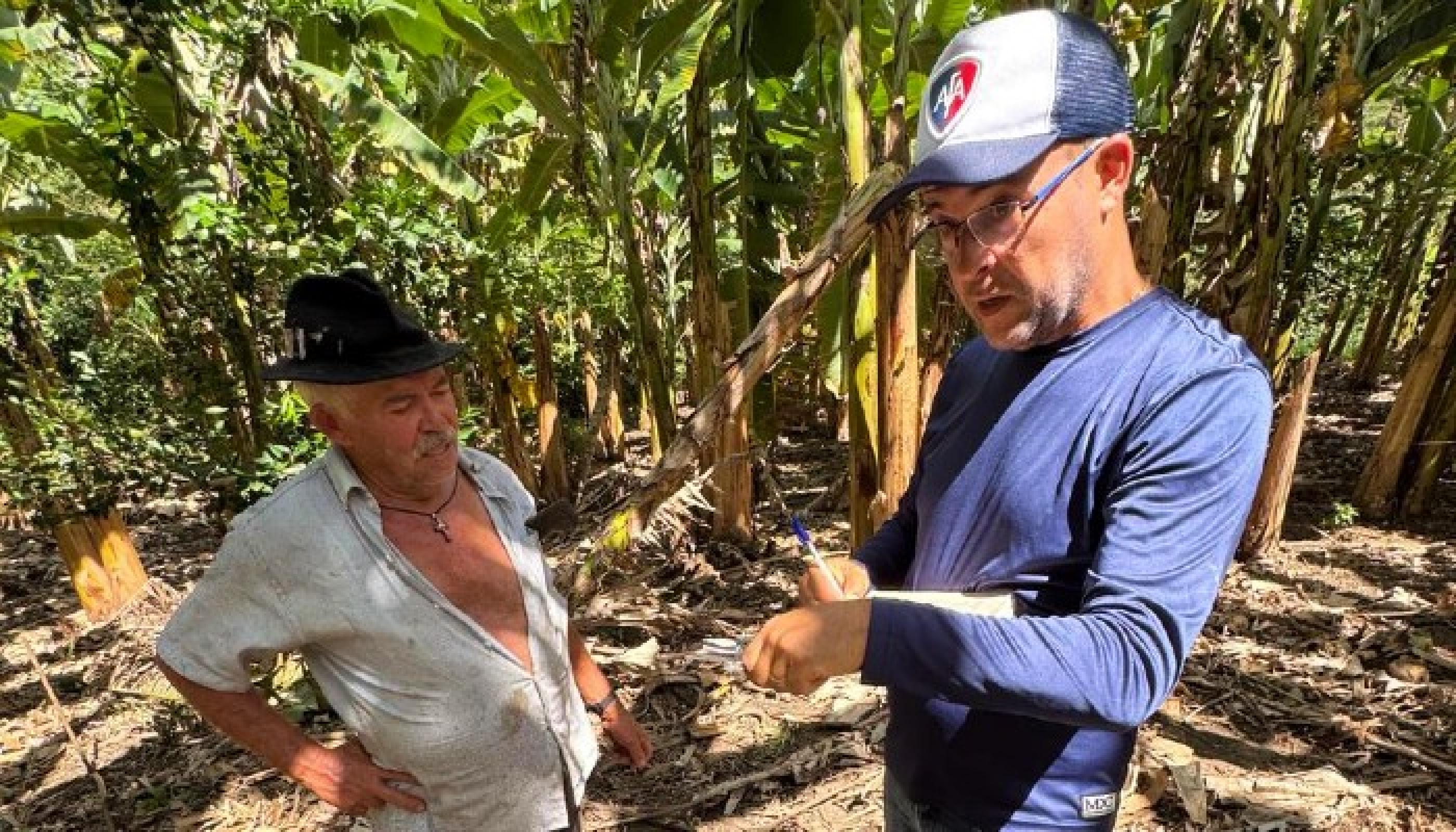 Fiscais da Adeal intensificam inspeções para identificar presença da praga Moko da Bananeira em Alagoas