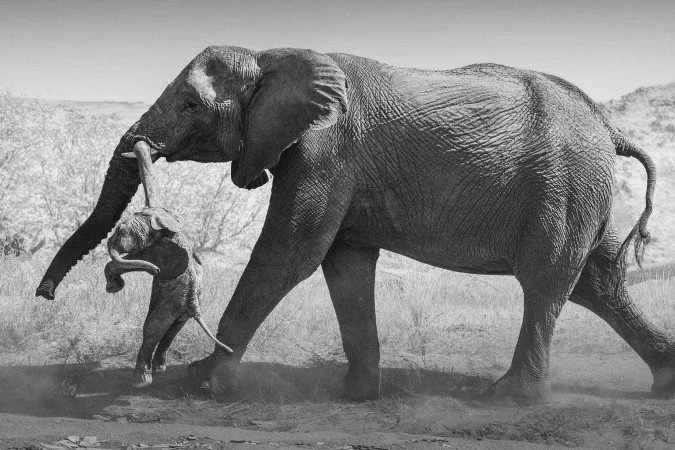 O que as imagens de uma elefanta carregando um filhote morto revelam sobre o luto dos animais