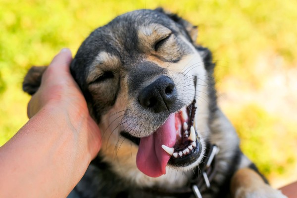 5 sinais de alerta para a saúde do seu pet