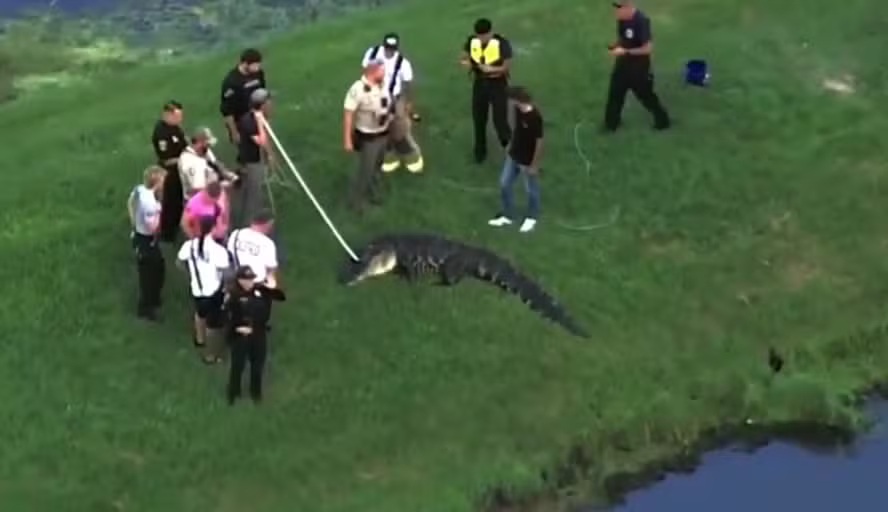 Homem de 71 anos é morto por jacaré quando pescava na margem de lago