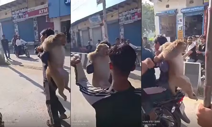 Vídeo: macaco suspeito de atacar mais de 10 pessoas é capturado e agredido por moradores