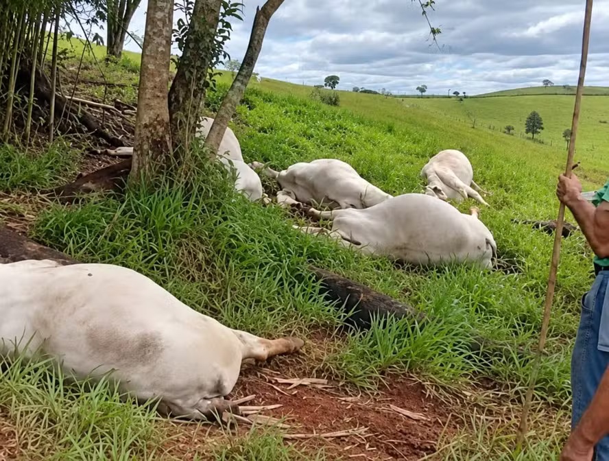 Raio atinge árvore e mata 16 cabeças de gado durante temporal