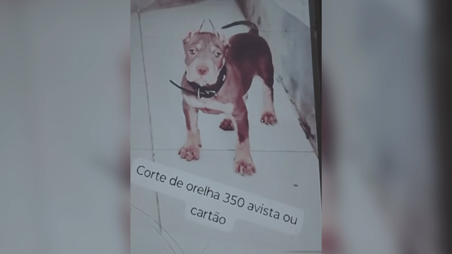 Homem é indiciado por anunciar 'serviço' de cortes de orelhas de cães nas redes sociais em Maceió