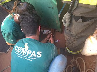 Polícia Militar Ambiental/Divulgação