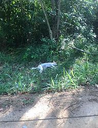 Dois cães apareceram mortos em Guaxuma