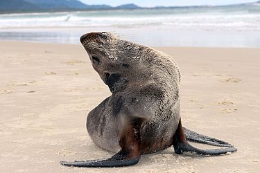 Amanda Fernandes / R3 Animal