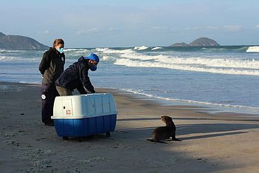 Amanda Fernandes / R3 Animal