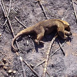 Imagens mostram nuvem de fumaça em cidades do Sudeste 