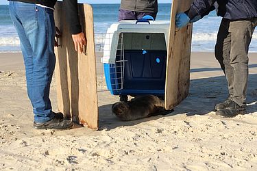 Amanda Fernandes / R3 Animal