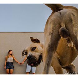 Cachorro fez a festa durante ensaio