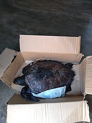 Divulgação / Biota