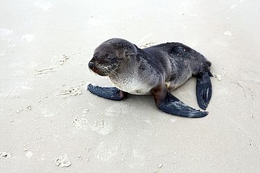 Amanda Fernandes / R3 Animal