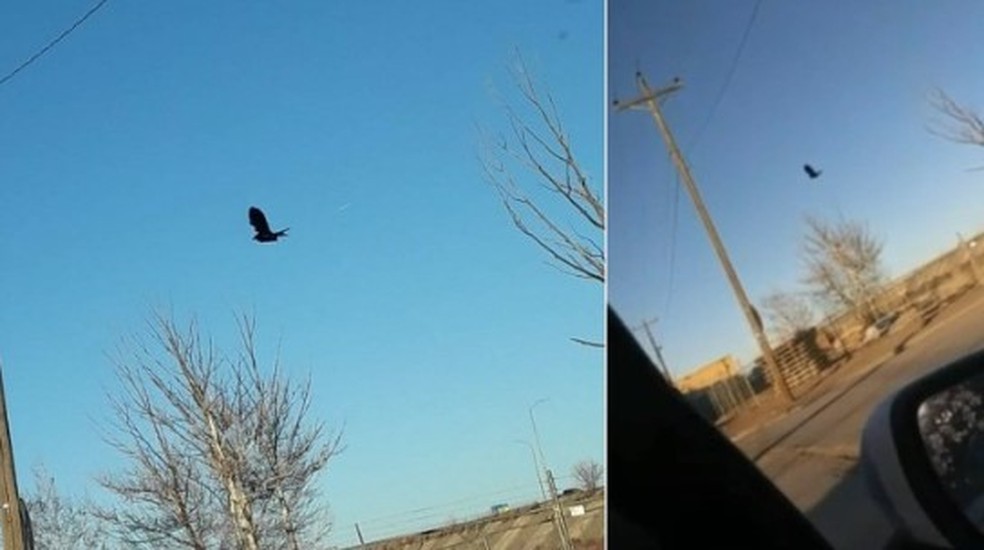 Pássaro 'congelado' no céu dos EUA — Foto: Reprodução/Facebook