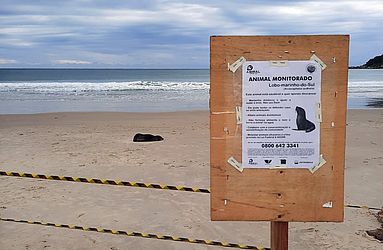 Amanda Fernandes / R3 Animal