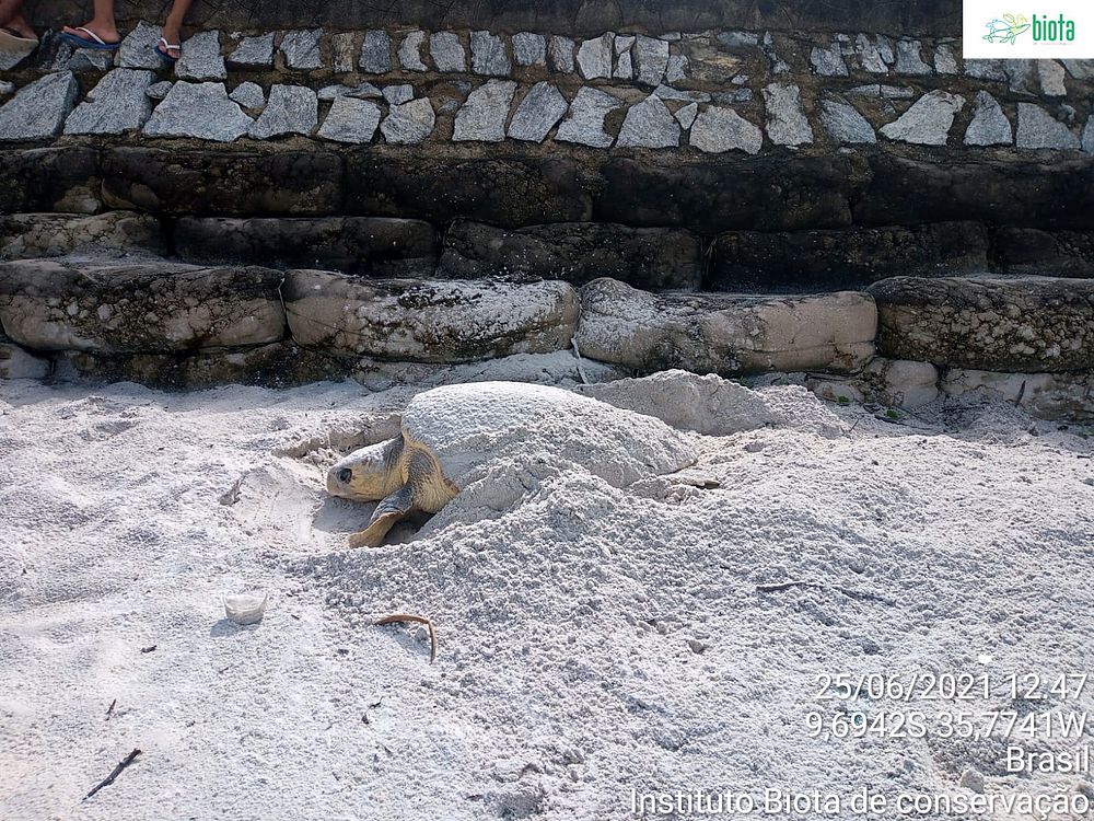 Foto: Instituto Biota de Conservação / Cortesia