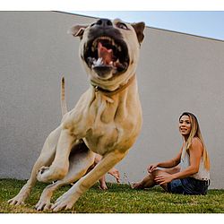 Cachorro fez a festa durante ensaio