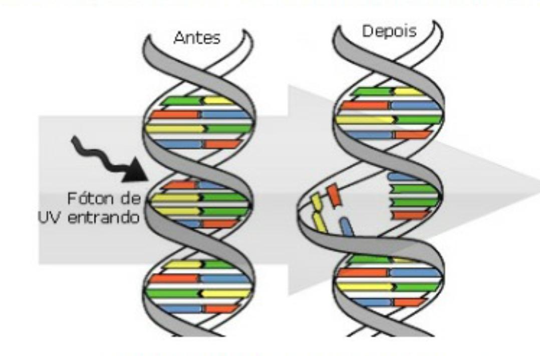Radia&amp;ccedil;&amp;atilde;o destr&amp;oacute;i material gen&amp;eacute;tico do v&amp;iacute;rus.
