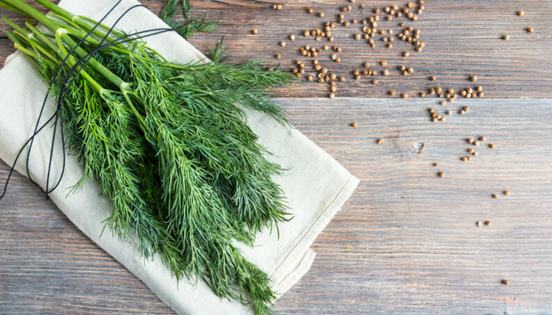 endro dill semente 0717 1400x800