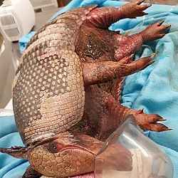 Animais sofrem com com fumaça