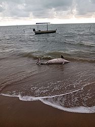 Golfinho encontrado em Porto de Pedras. Foto: Divulgação / Biota