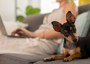 O que significa quando seu cachorro inclina a cabeça quando você fala?