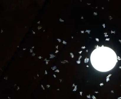 Veja como eliminar os bichinhos que ficam sobrevoando a sua luz