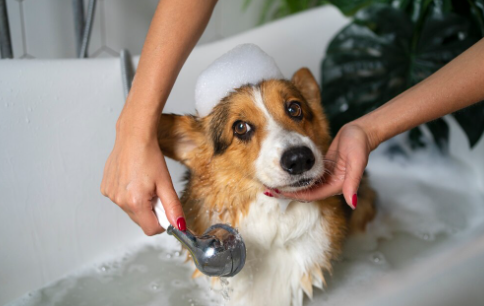 Com que frequência deve-se dar banho em um cachorro na primavera, segundo especialistas