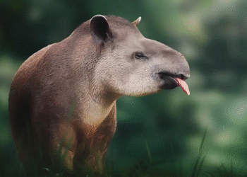 Destruição em massa acabou com o lar desse animal no Brasil e agora ele pode ser extinto
